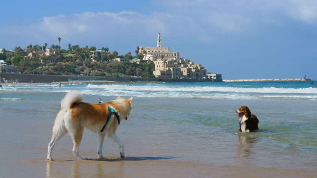 beaches in Tel Aviv